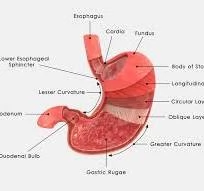 Penyakit Asam Lambung lainnya seperti GERD (Gastrofageal Reflux Desease) disebabkan oleh karena adanya pelemahan pada otot bagian bawah kerongkongan atau lower esophageal sphincter (LES).